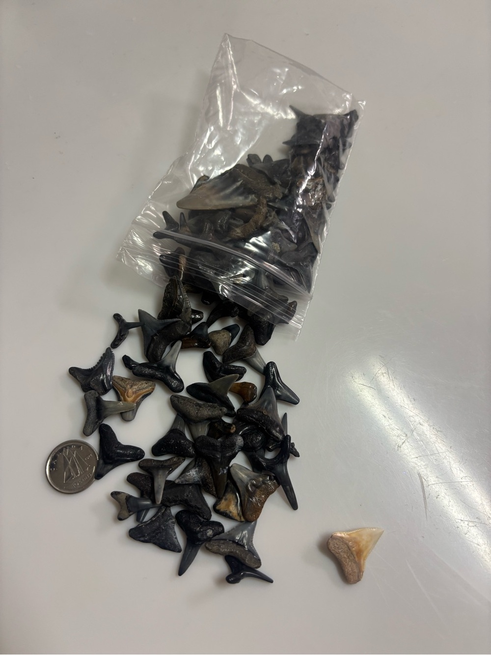 Fossilized Shark Teeth
